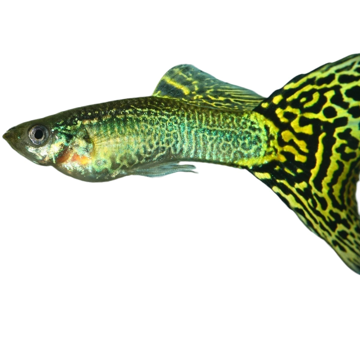 Guppy mix (Poecilia reticulata)
